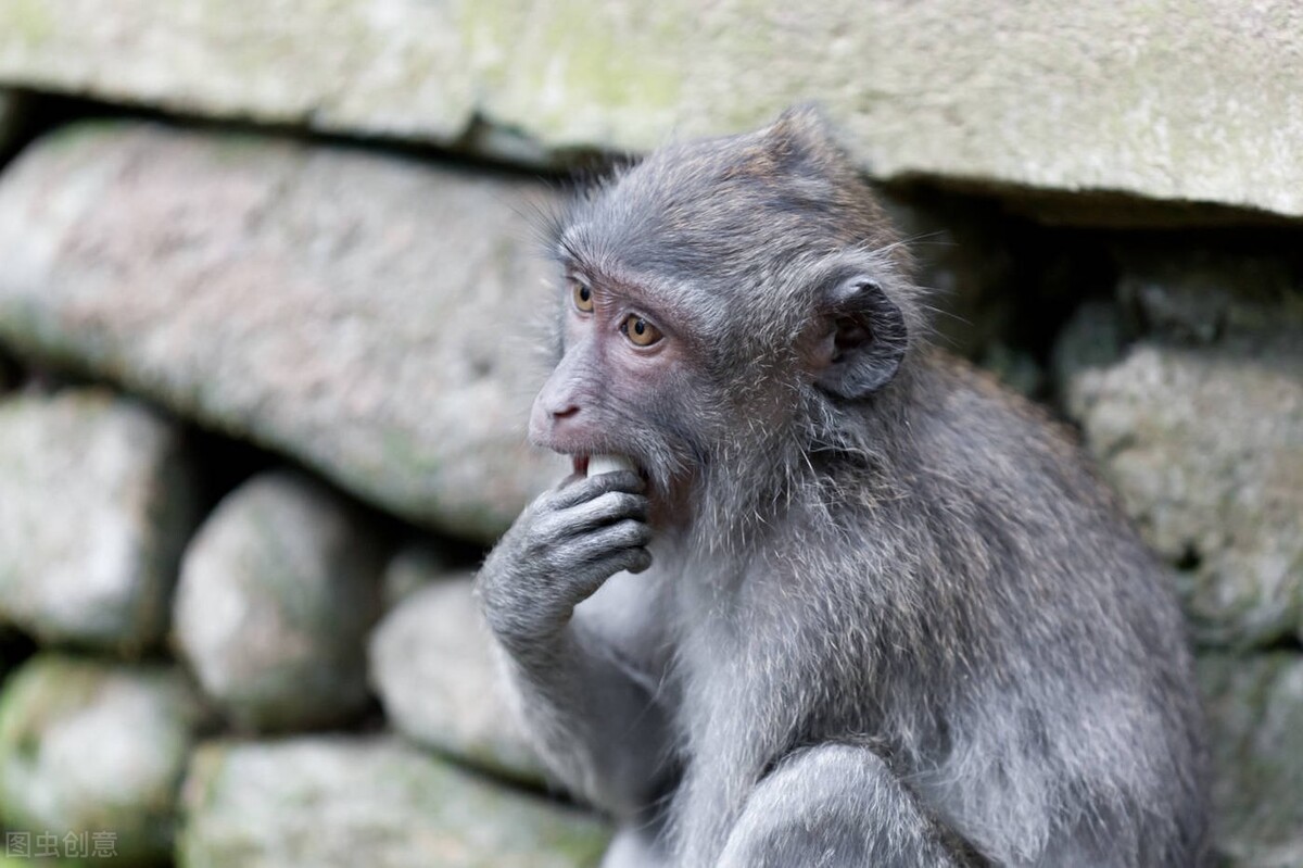 一只猴要10几万，从纯出口到需要进口，大师兄供需变化发生了什么