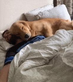 没救了，我家傻狗以为是我“亲生”的