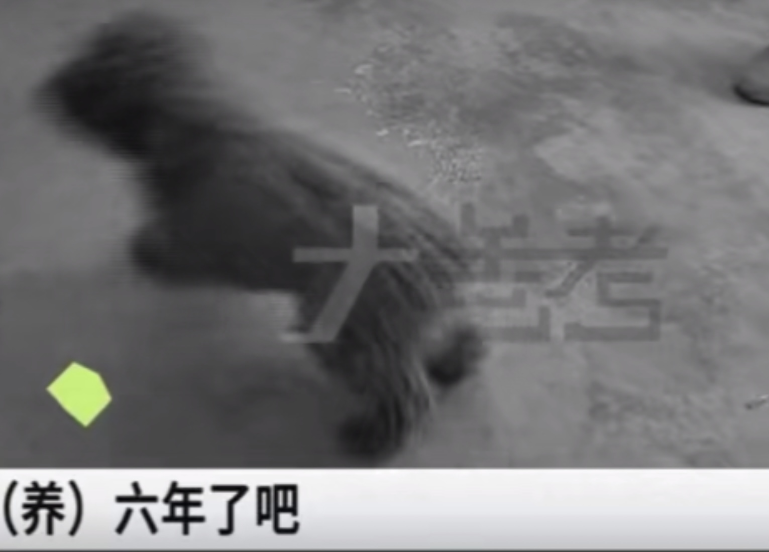 河南一男子开车用毒针射杀狗，村民吓得不敢动！毒狗针有多危险？