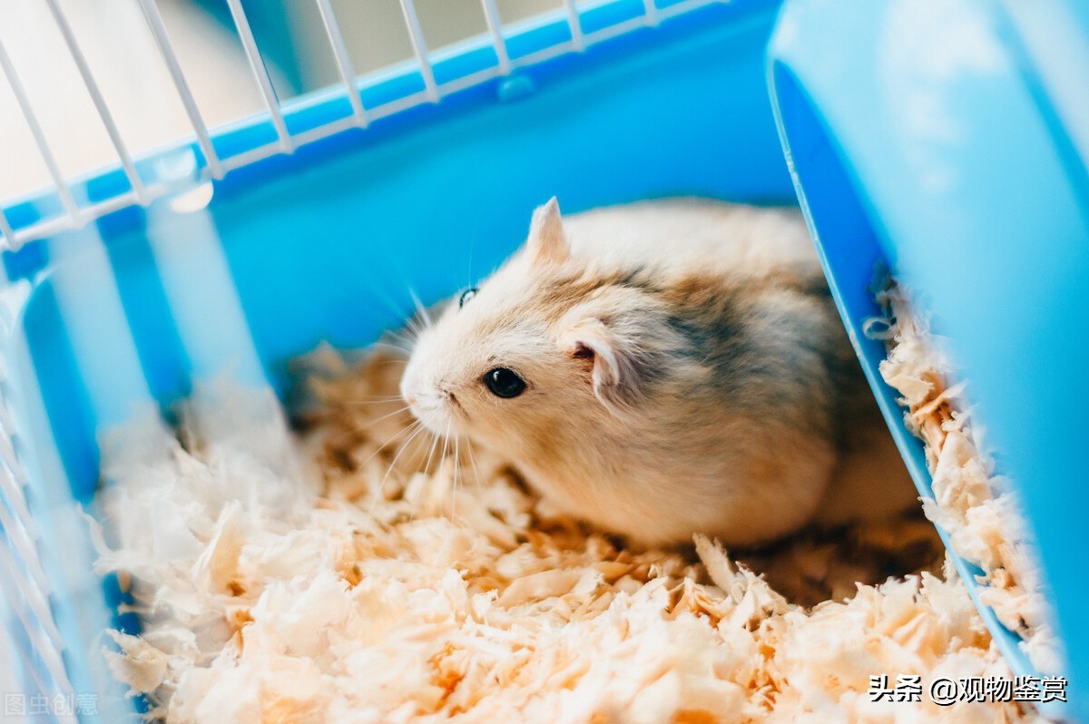 仓鼠咬笼子该怎么办,如何解决仓鼠啃咬笼子的问题