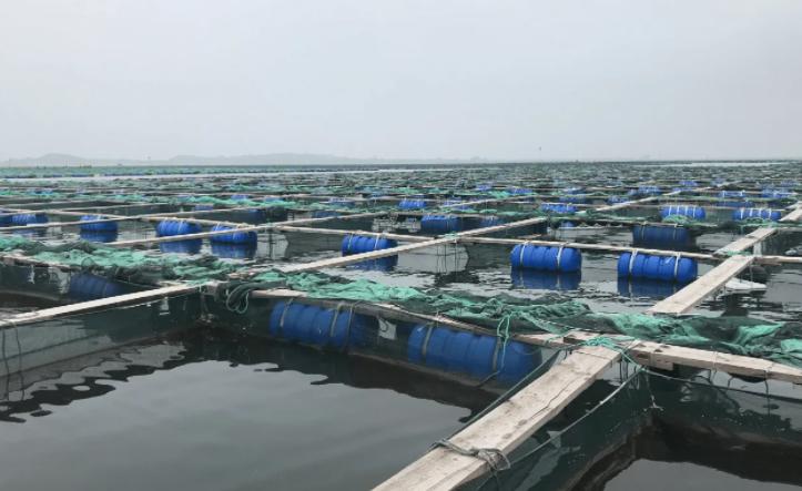 怎么样买不到假的海参,三无海参买不到