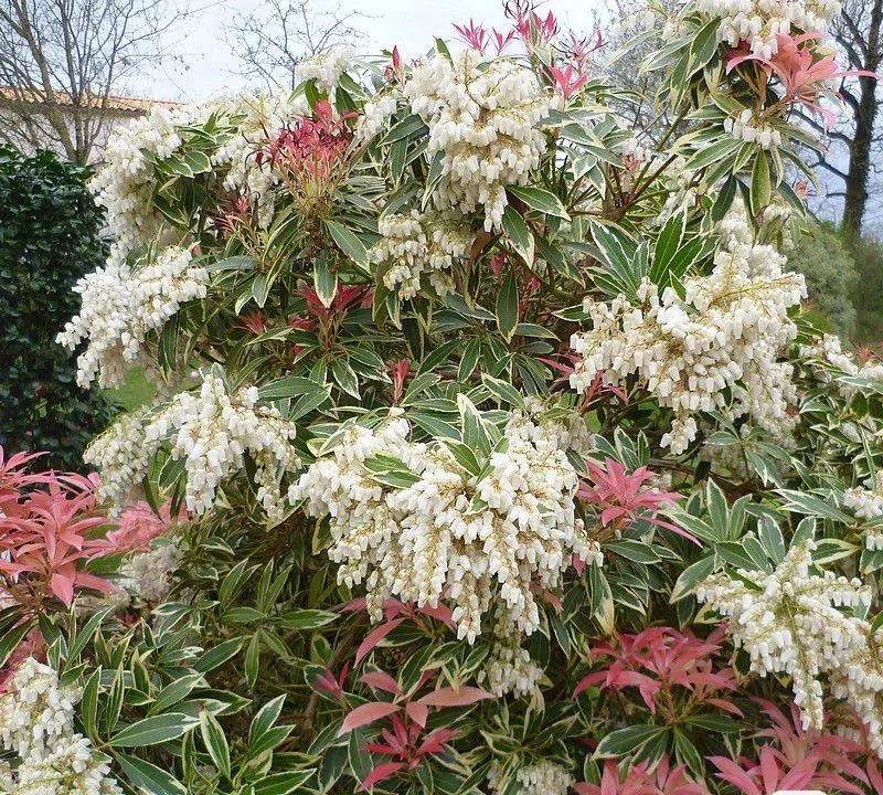 蛇蝎芙蓉花,皖南蛇蝎花