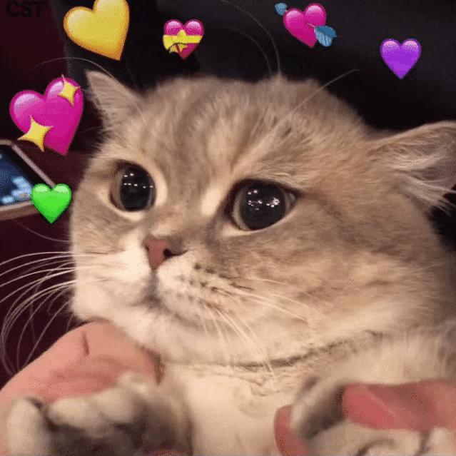 猫咪掉毛需要补充什么营养,猫咪怀孕需要吃什么补充营养