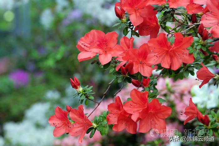 关于重阳节春节清明节的古诗,清明节积累关于传统节日的古诗词