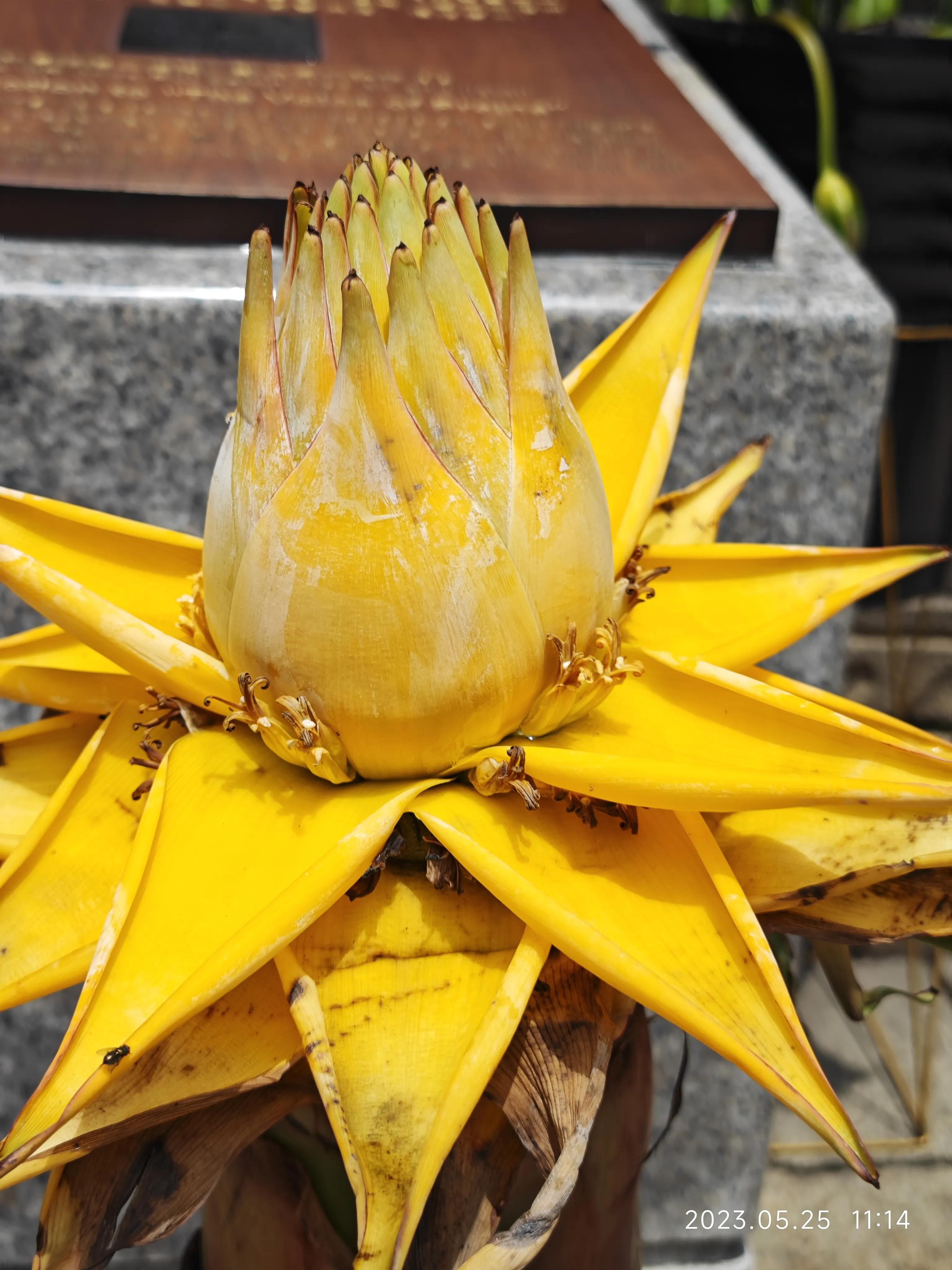广州六榕寺求什么最灵,广州六榕寺传奇的寺庙
