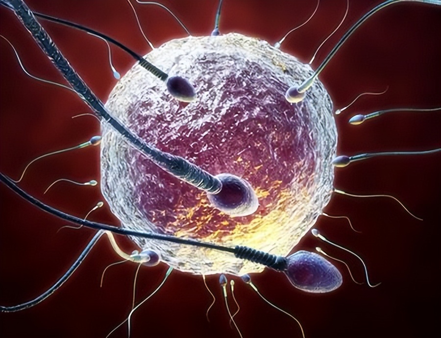 动物的择偶标准,动物择偶