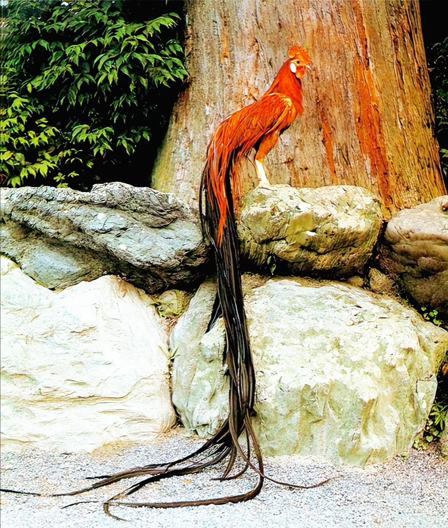 12张让人惊叹的动物的照片,眼界大开30张活久见的动物图