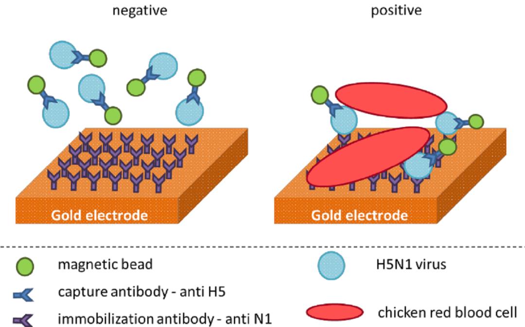 郑州禽病检测实验室,禽病监测诊断技术原理与方法视频