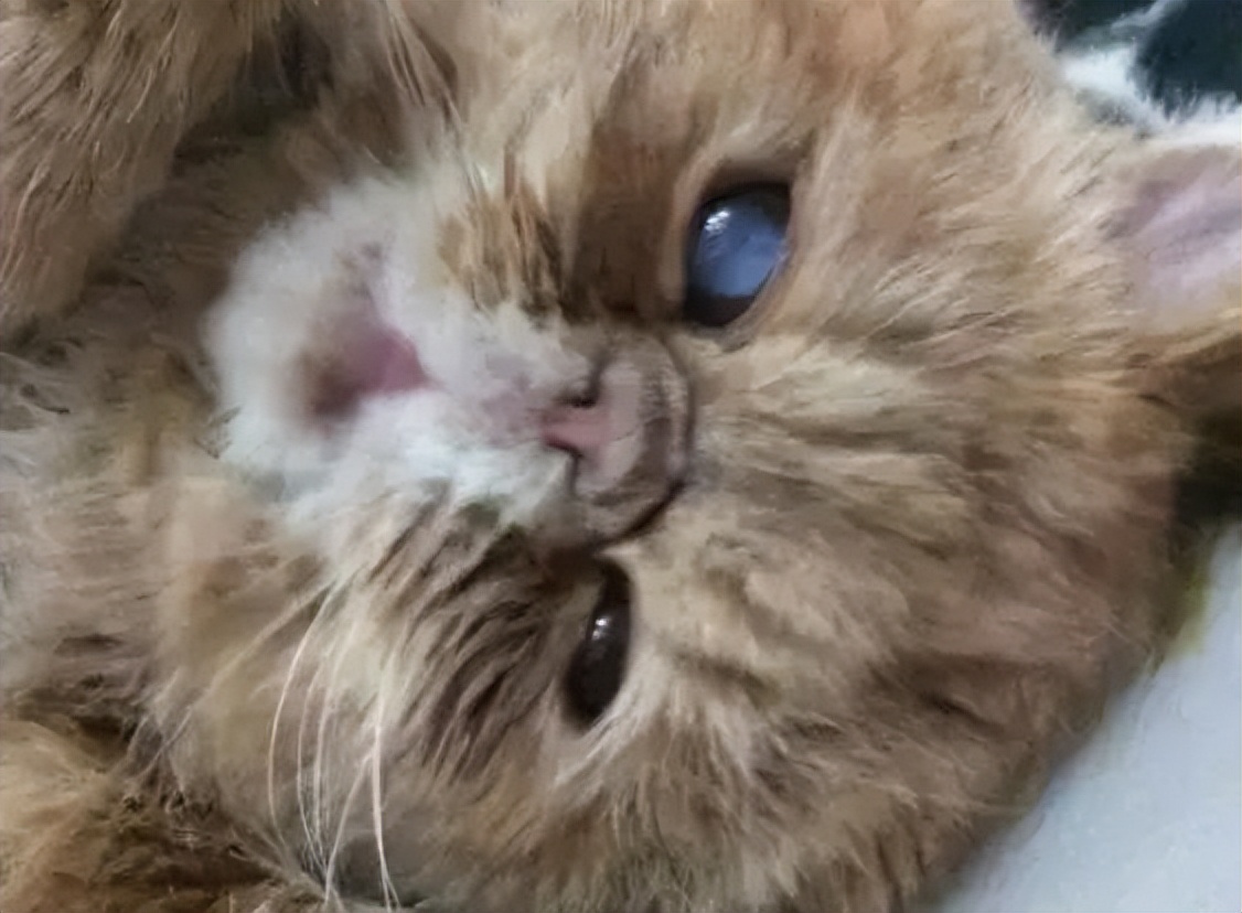 猫咪常见的眼病,猫咪的眼睛为什么会得白内障