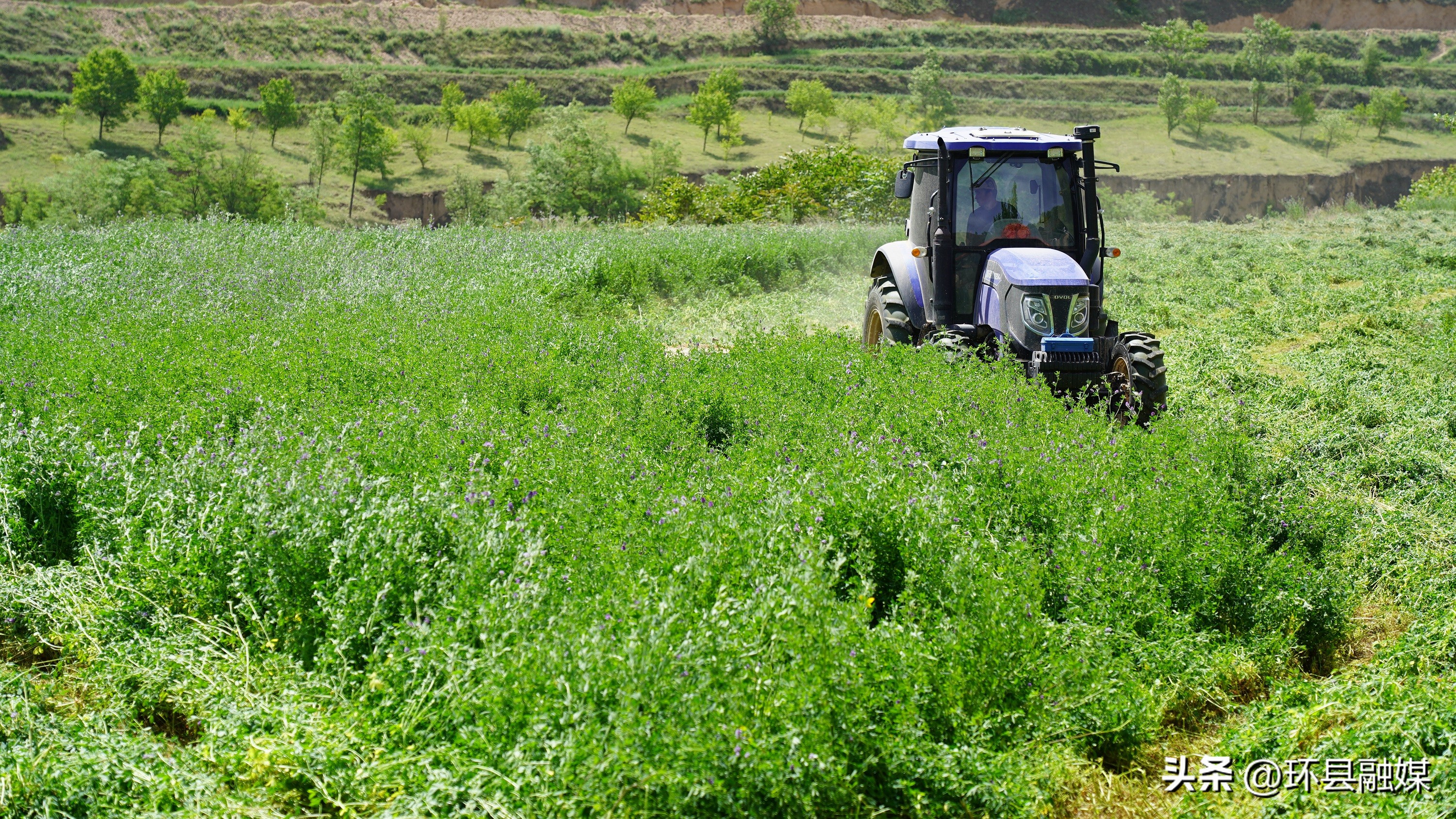 带动群众致富奔小康,容县强化党建引领助推产业发展