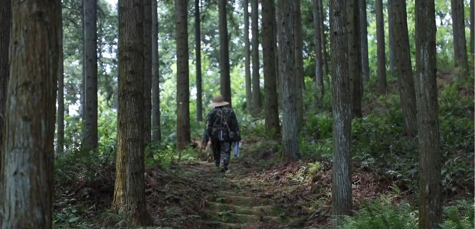 蛇中熊猫莽山烙铁头有多珍稀,蛇中大熊猫是什么蛇