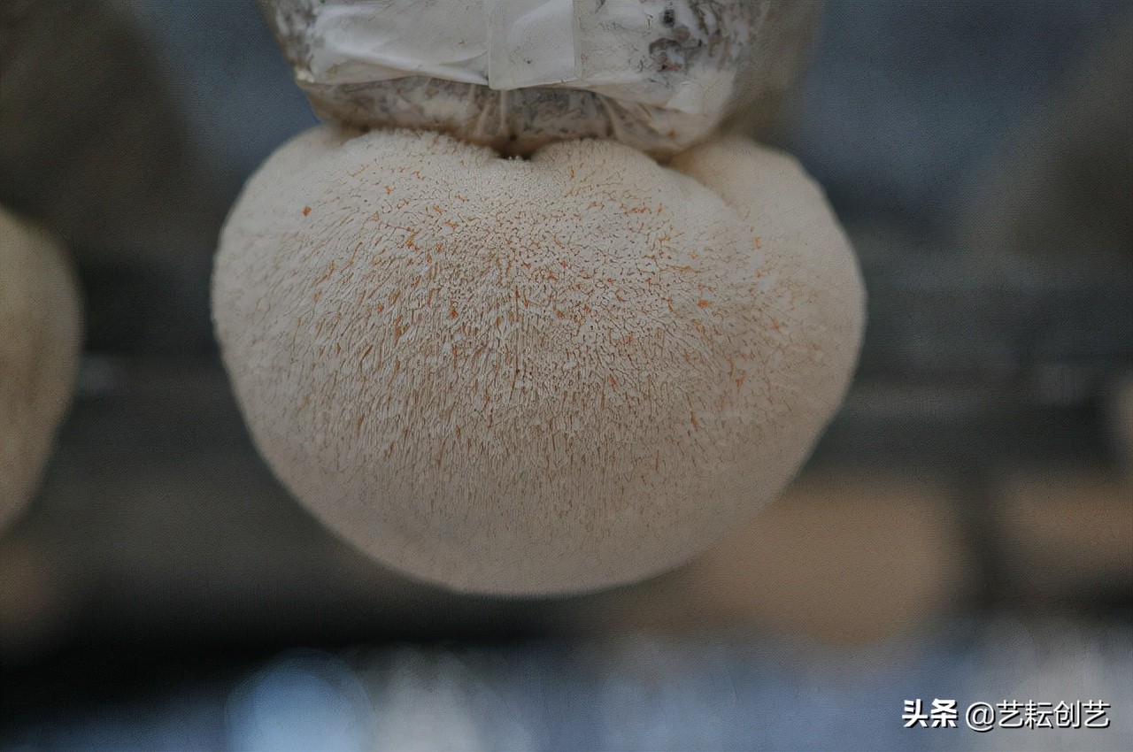 浙江省地理标志产品目录,全国地理标志农产品