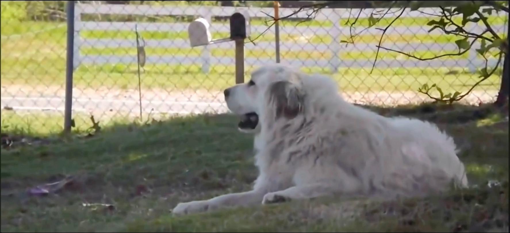 藏獒:中国的郁金香泡沫