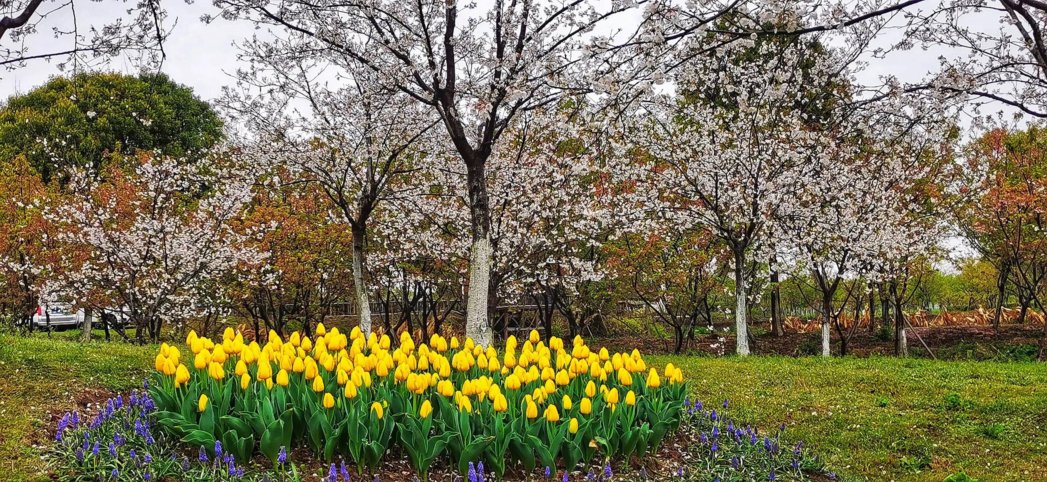 湖北宜昌花海赏花,枝江同心花海四月有什么花