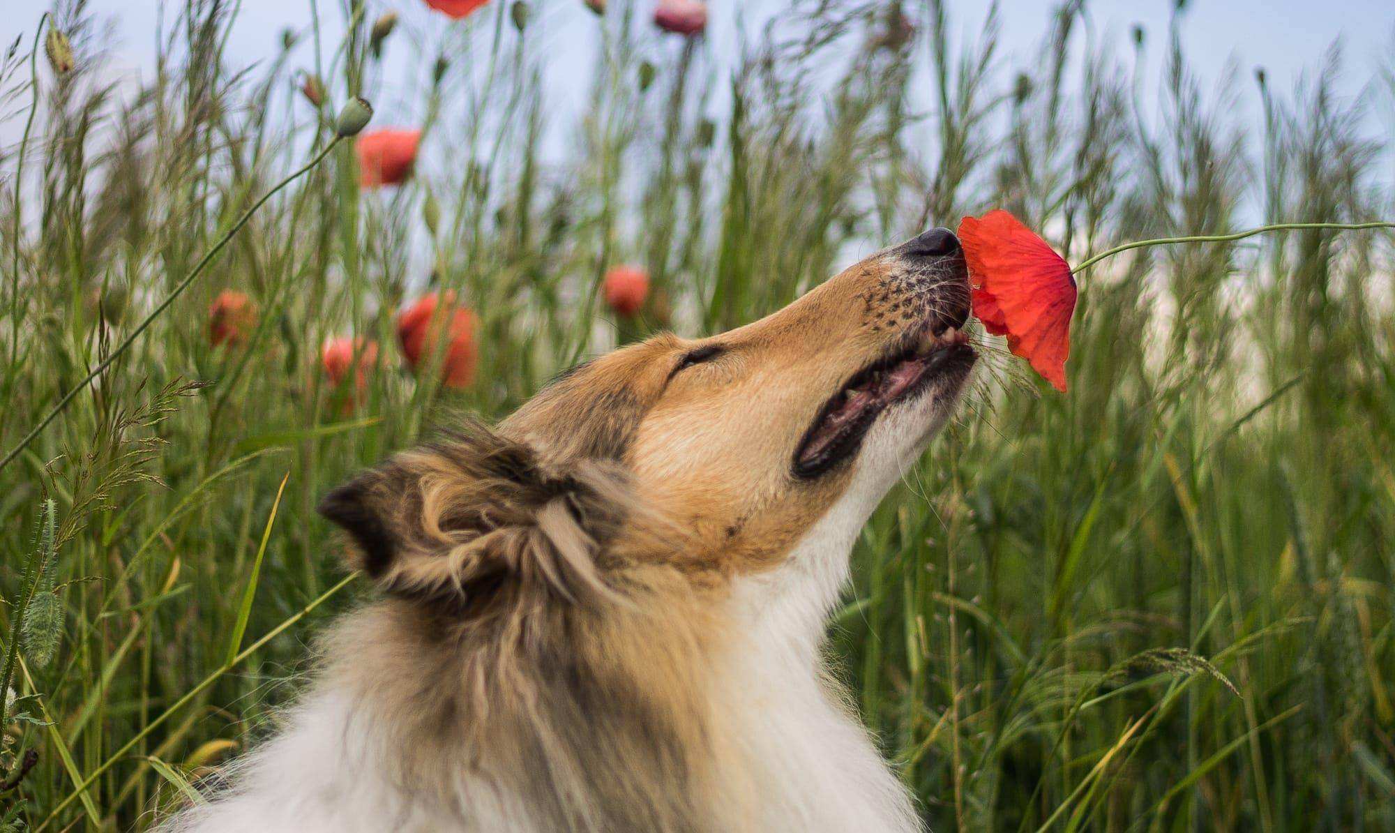 为什么动物在交配前，会先闻闻对方的屁股？这是什么礼节吗？