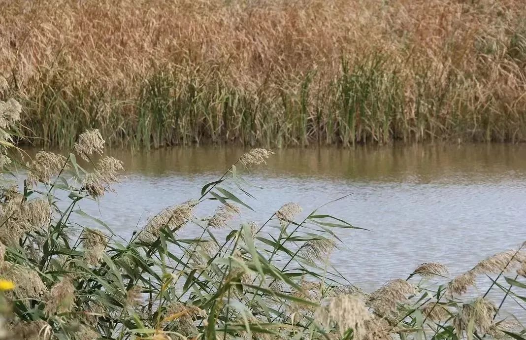 搬离城市，坐火车上班的年轻人：获得了真正的快乐！