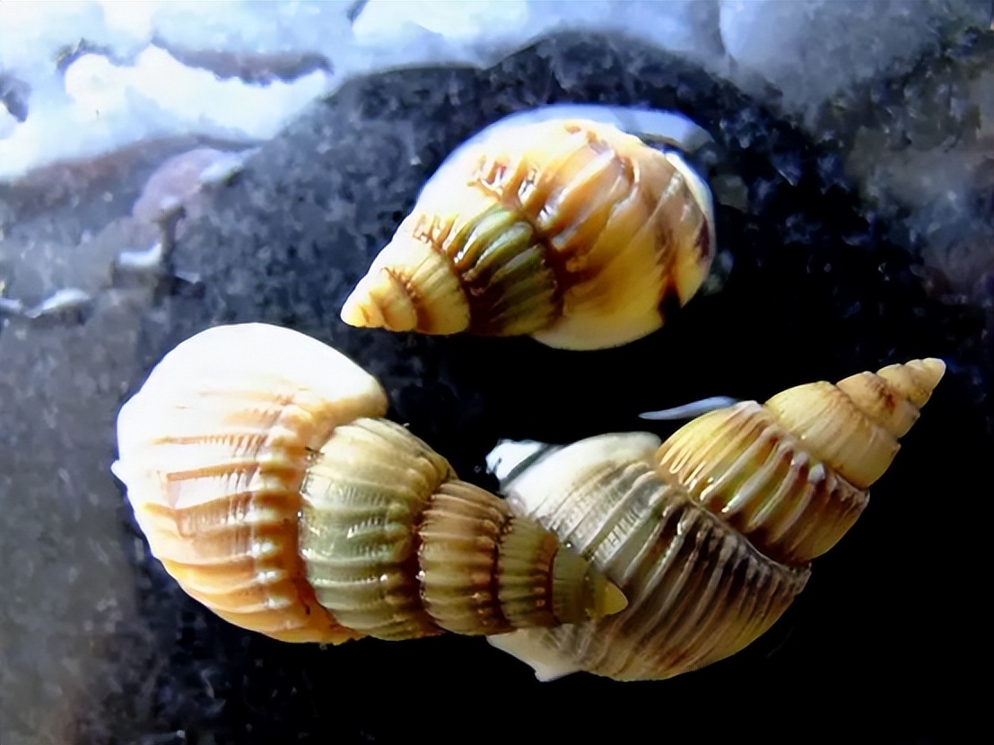 女子吃割香螺致心跳骤停,女子吃了两捧割香螺心跳骤停
