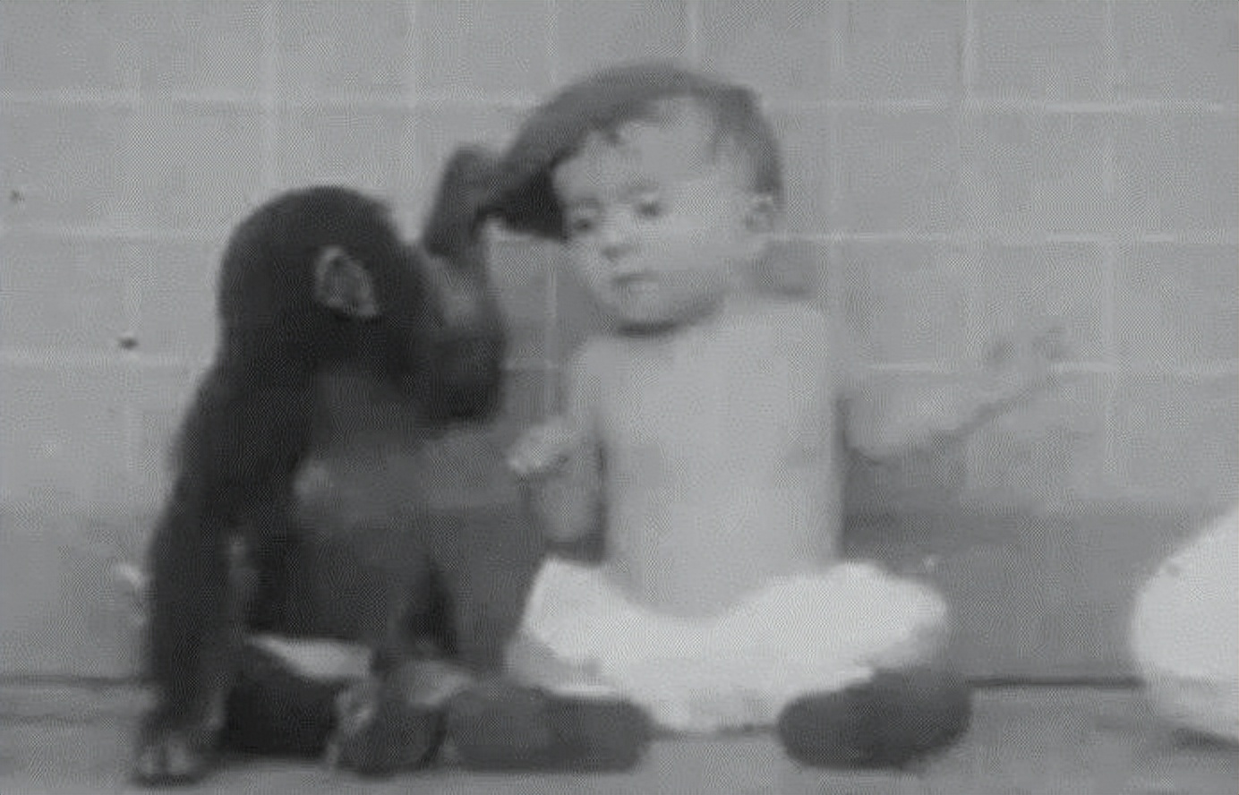 人类动物能混血吗,人类真的能杂交吗