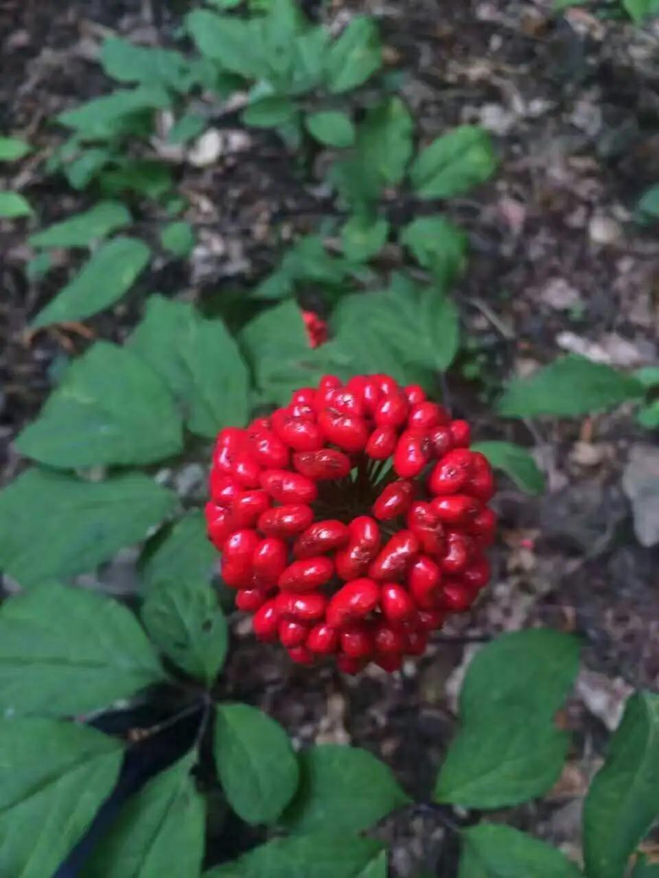 人参3元一支是正品吗,人参和园参是一个品种吗