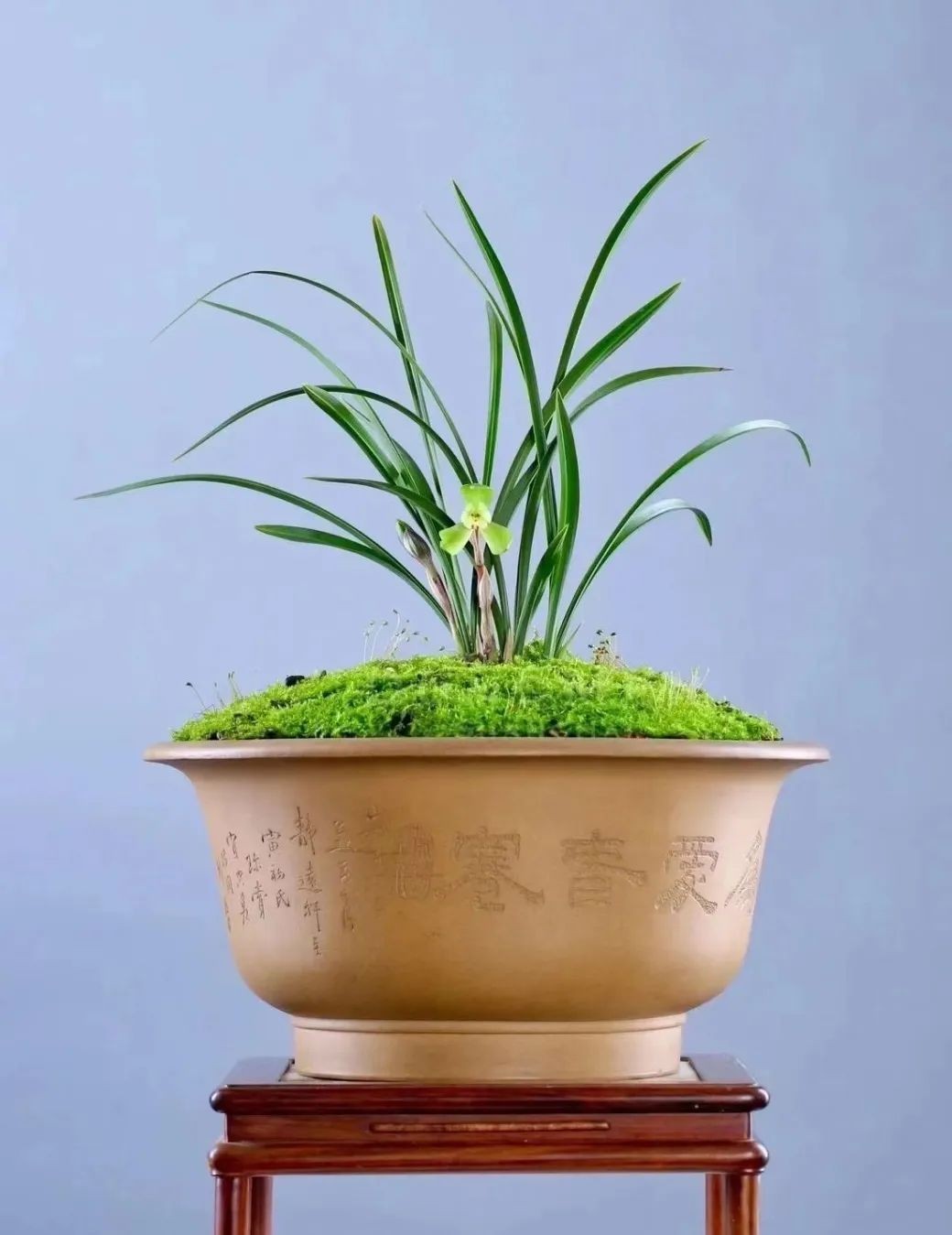 今年兰花展金奖,2020浙江兰花展