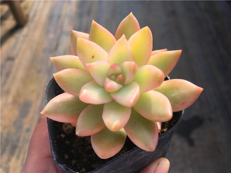 被称为“徒神”的黄丽,很多人都“嫌弃”,为啥容姐喜欢养?