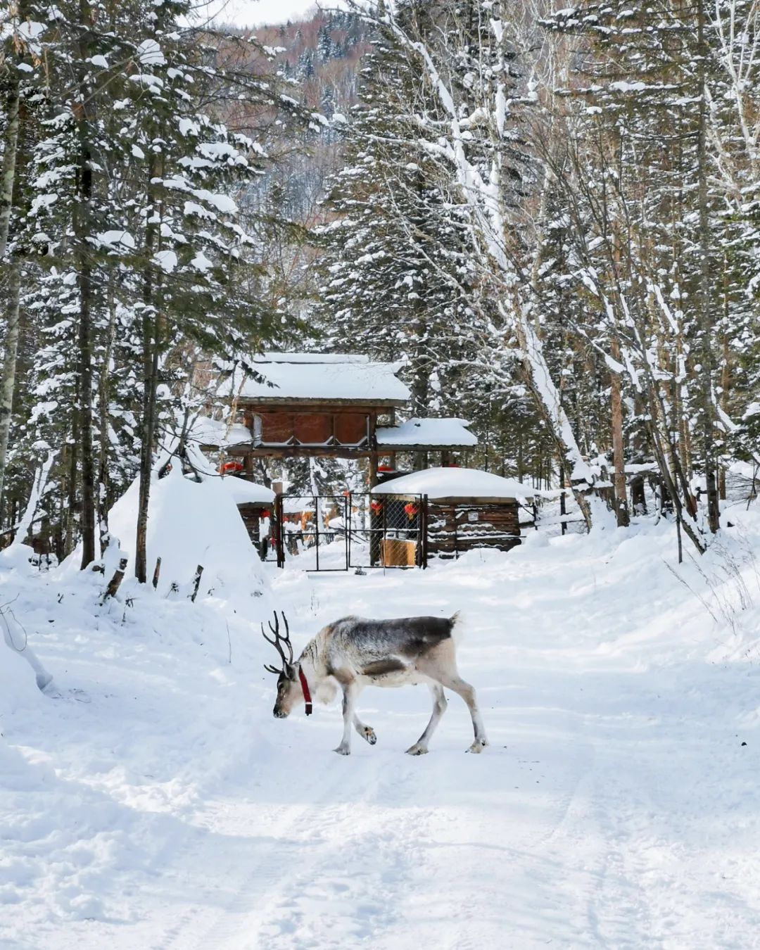 去哪看极光最好的地方,去哪里看极光最好的地方