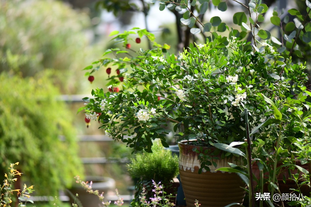 几乎没有存在感的七里香，到底是怎样的？|园丁