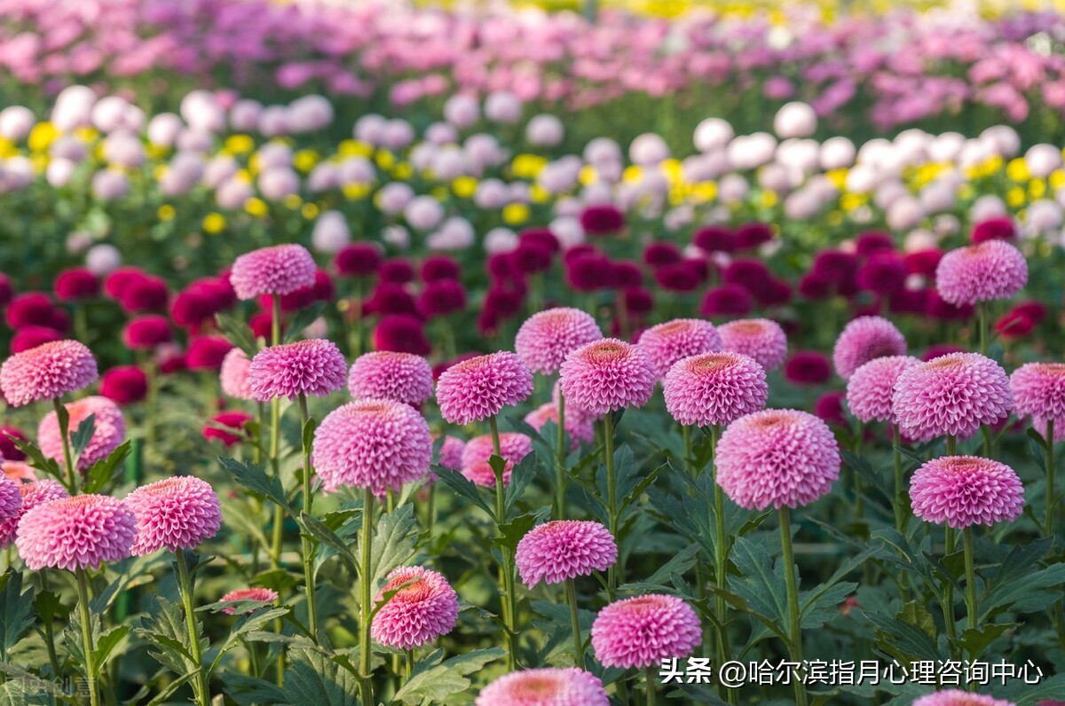 抑郁症怎么自我疗愈,抑郁症自我疗愈的方法