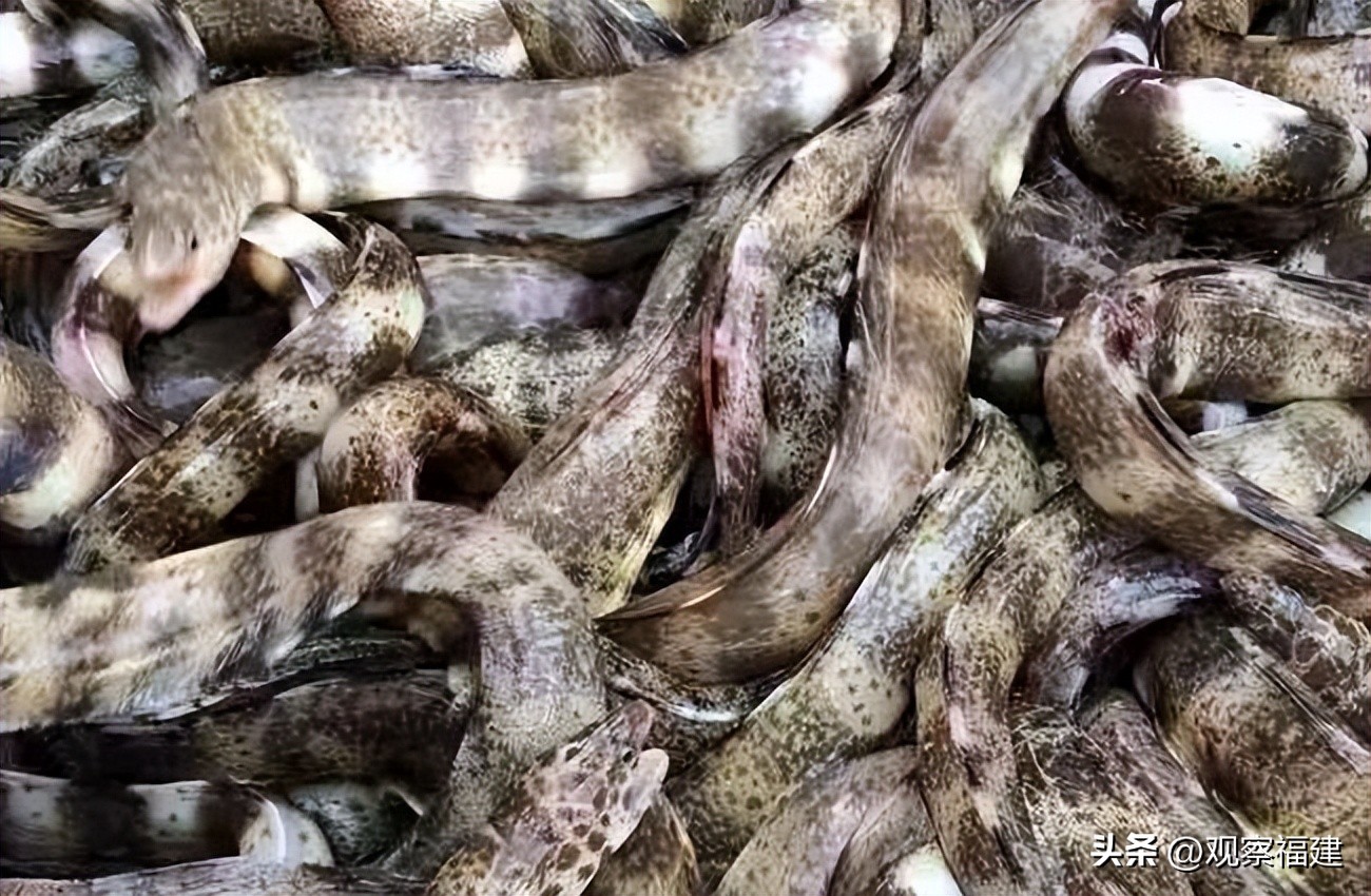 诏安秋天吃什么海鲜,福建各种海鲜图片大全