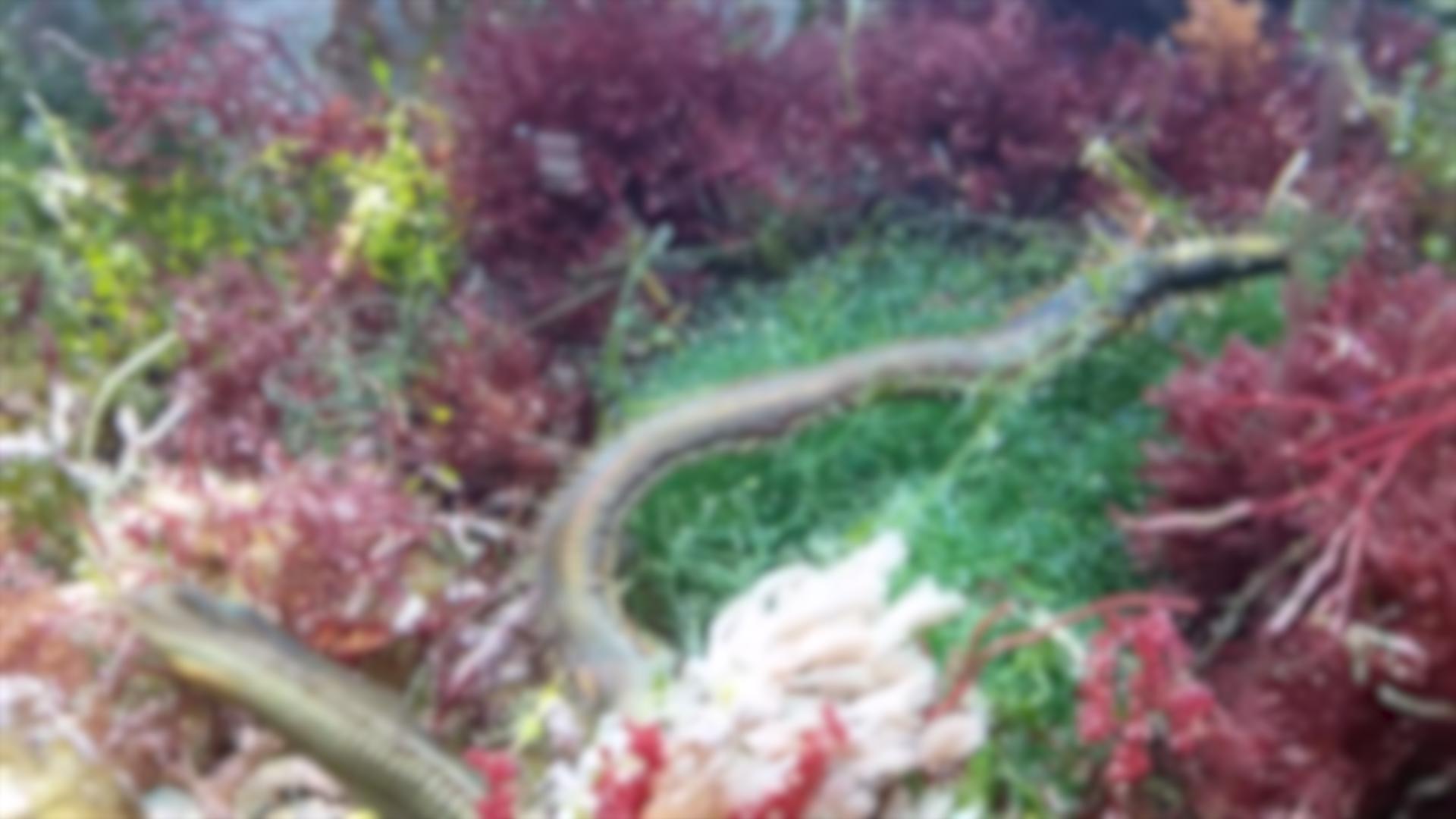 博比特虫遭遇人类袭击,巨型博比特虫