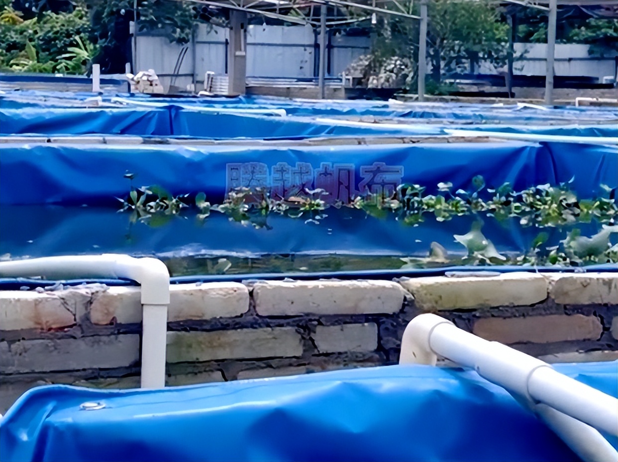 甲鱼的养殖方法家里怎么养甲鱼,甲鱼适合什么地方养殖呢