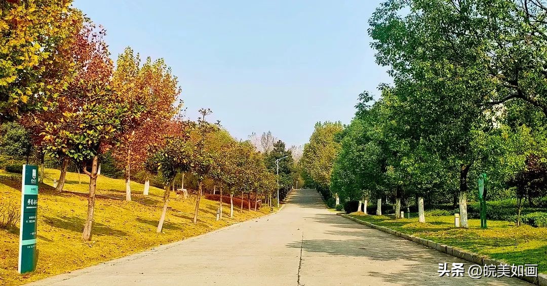 安徽大学好看的风景,高校最美秋景