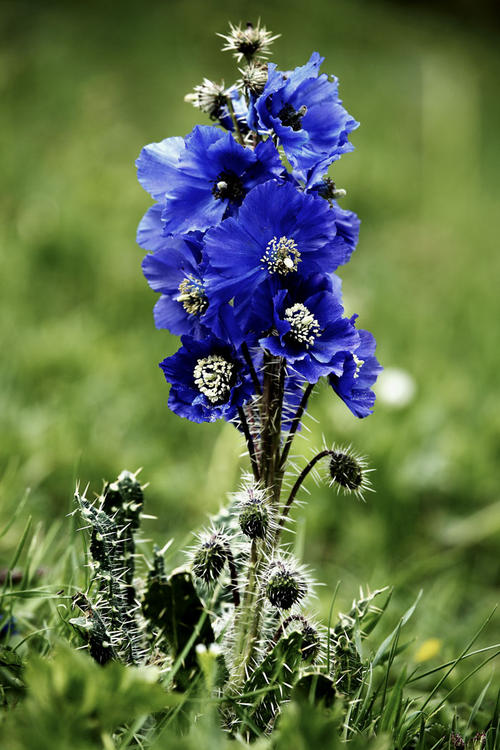 百种鲜花图片欣赏,十种最美丽的鲜花
