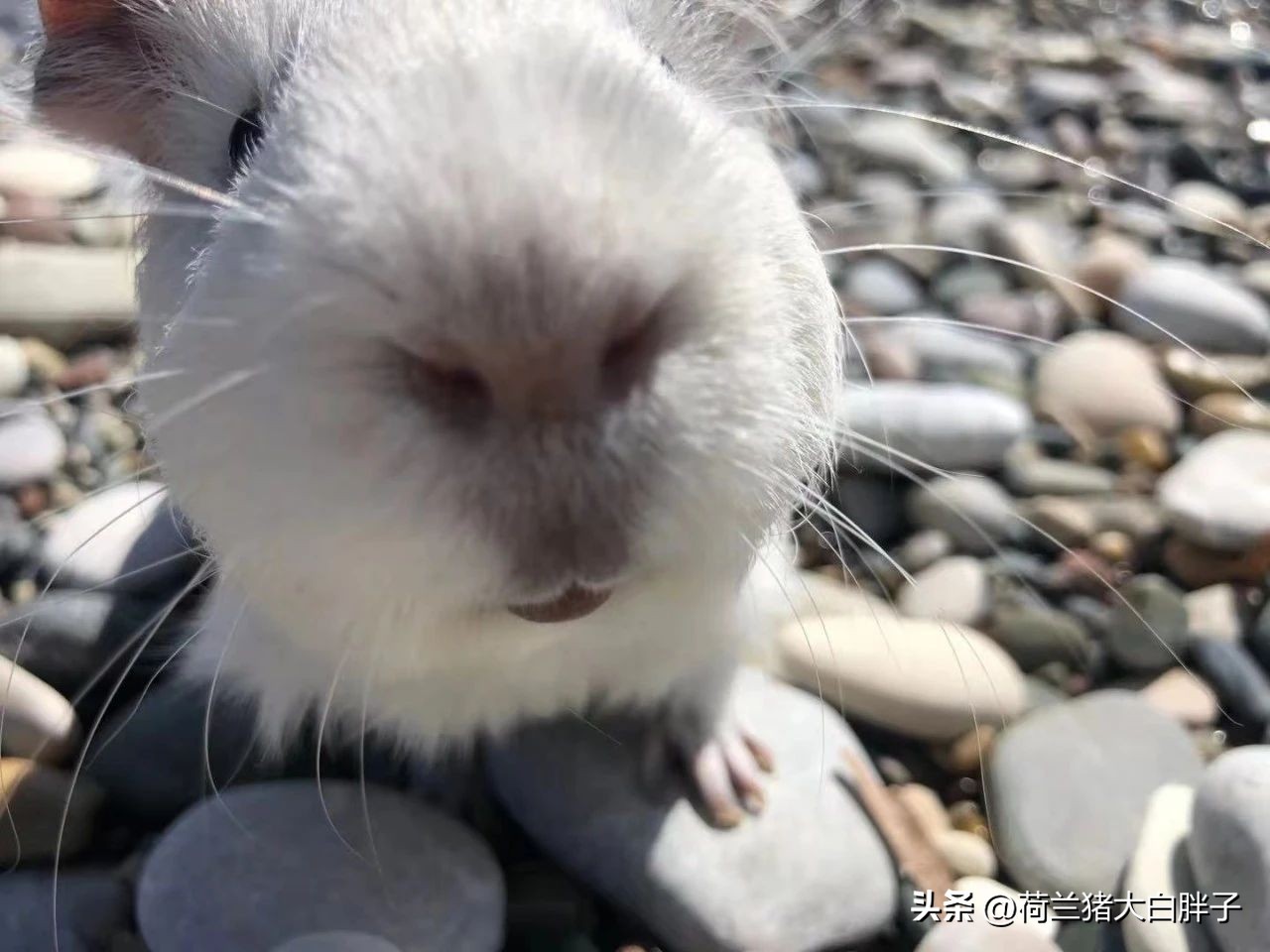 荷兰猪需要剪牙齿吗,荷兰猪里面的牙怎么磨