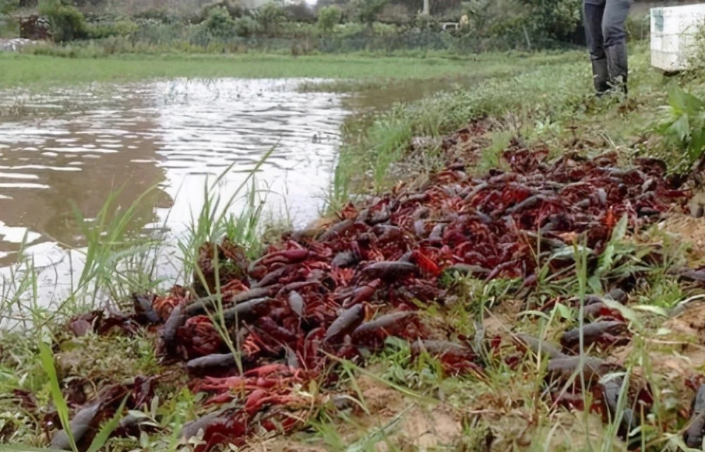 美国不明物种入侵了吗,美国物种入侵中国