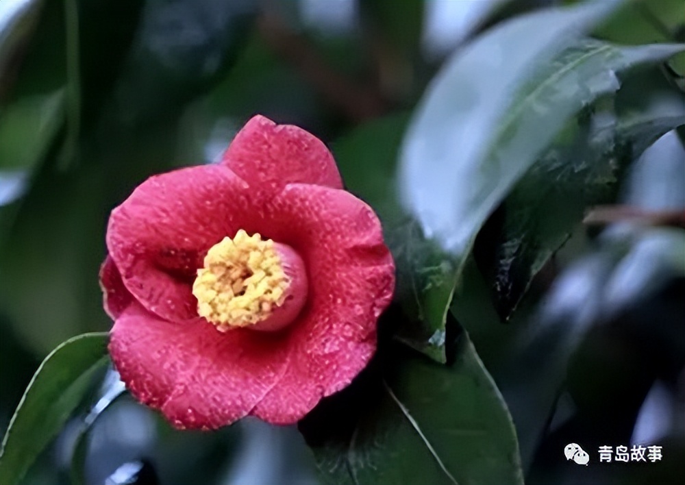 青岛市花耐冬,青岛市花