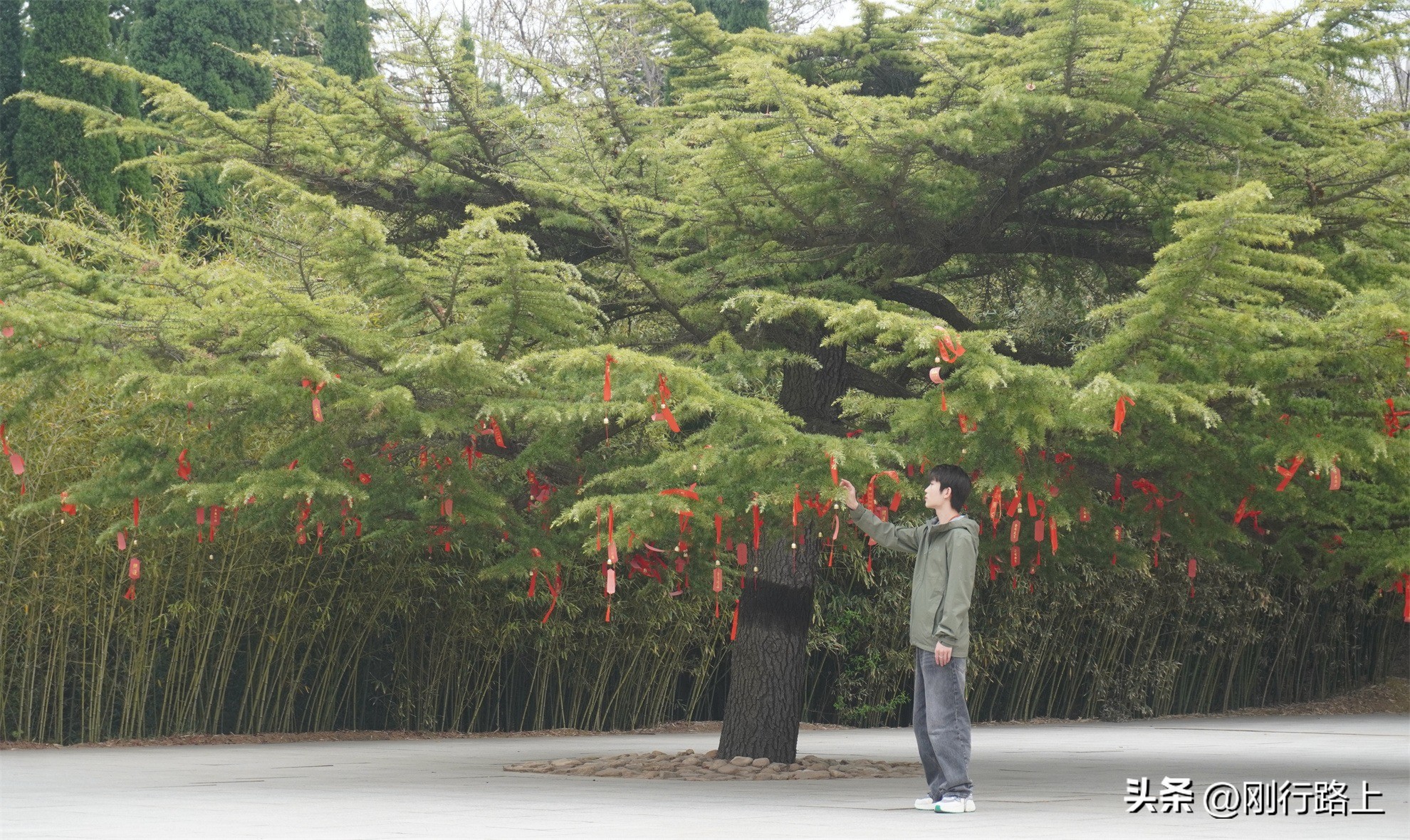 龙口南山旅游景区现在免费吗,龙口南山大佛和南山旅游景区