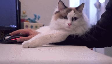 为什么说有些人千万不能养猫,哪种人不建议养猫