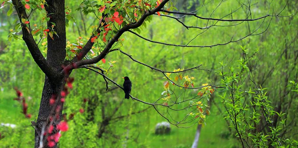 春暖花开赏古人诗词体味春日景象,关于春天花开美景的诗词