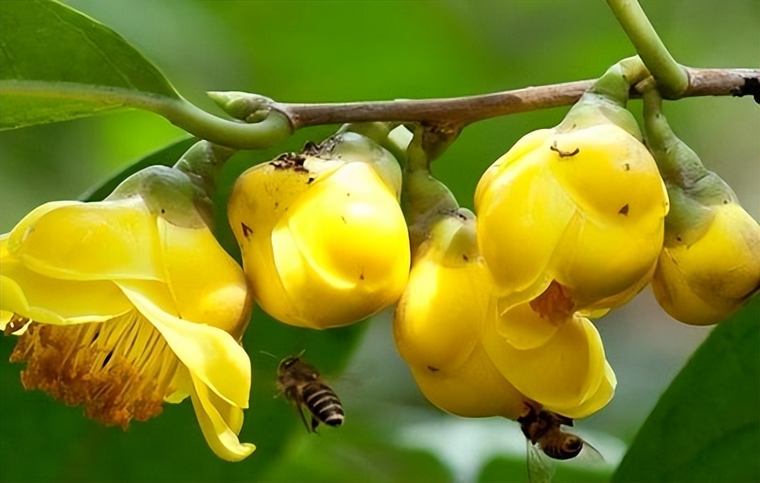 植物中的大熊猫是什么,植物大熊猫有哪些品种