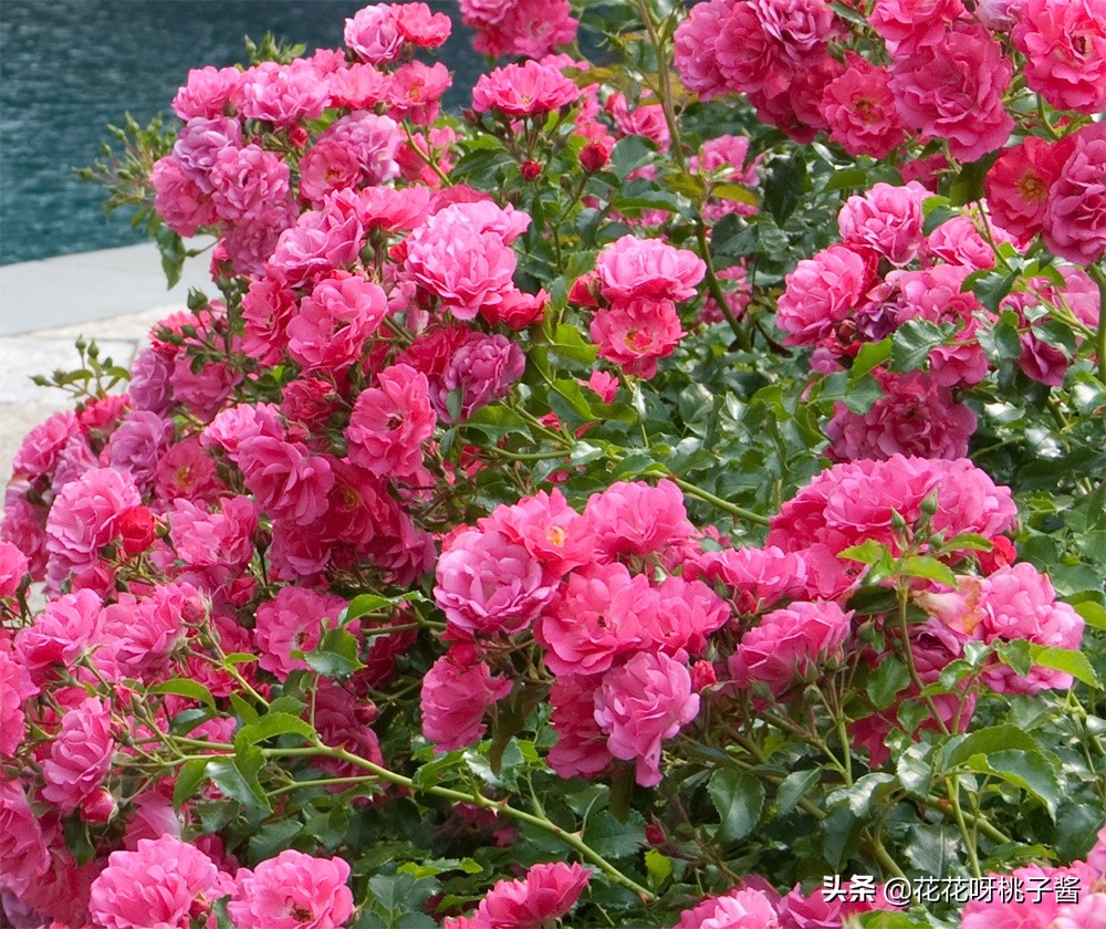 黄色月季哪个品种耐热耐晒抗病强,最耐热耐晒的切花藤本月季品种