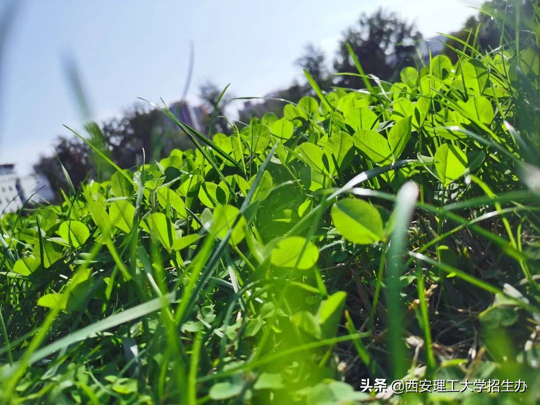 高校绿色学校创建工作总结,绿色学校创建行动方案四川高校