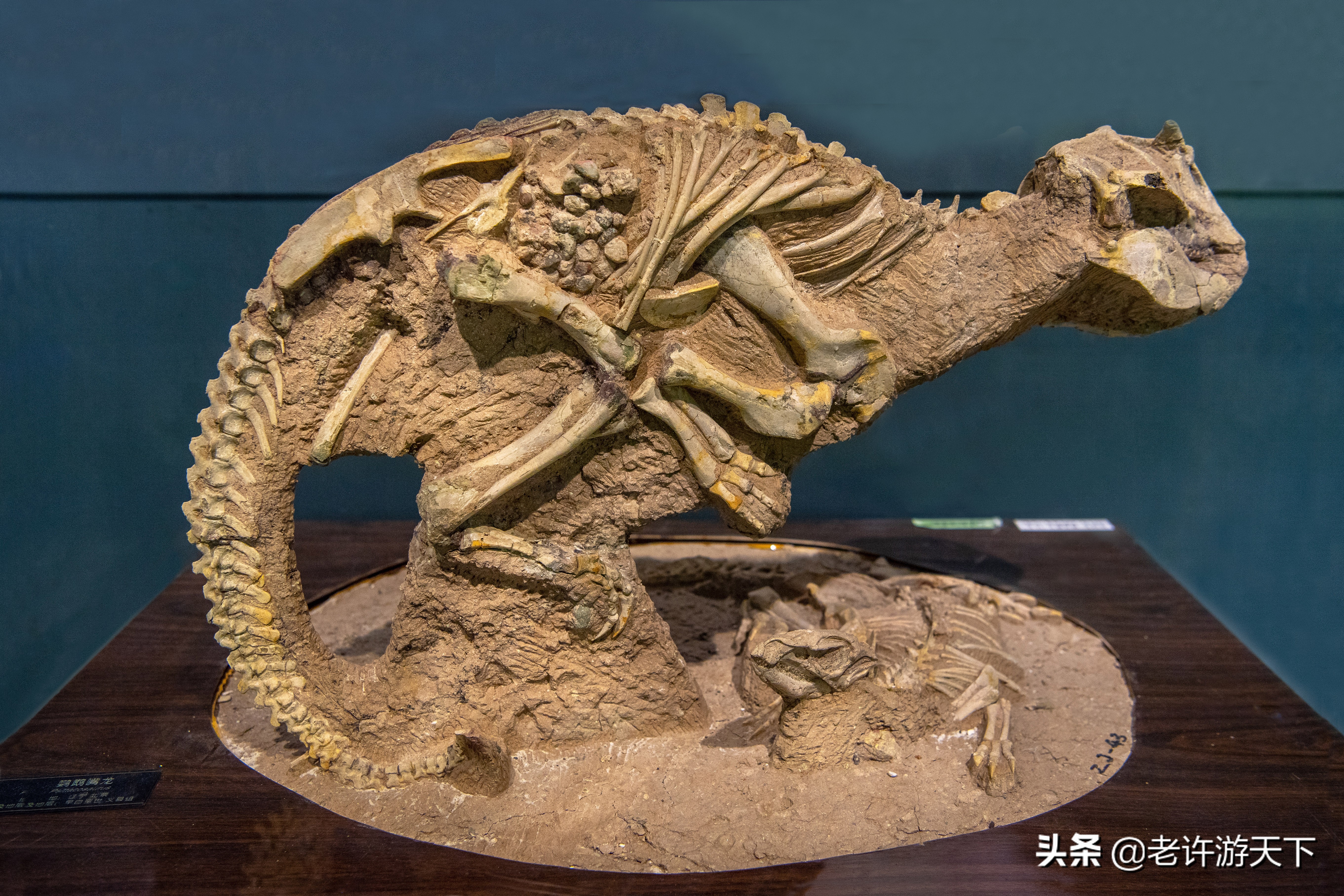 老许游记大全,老许游记第四天完整版