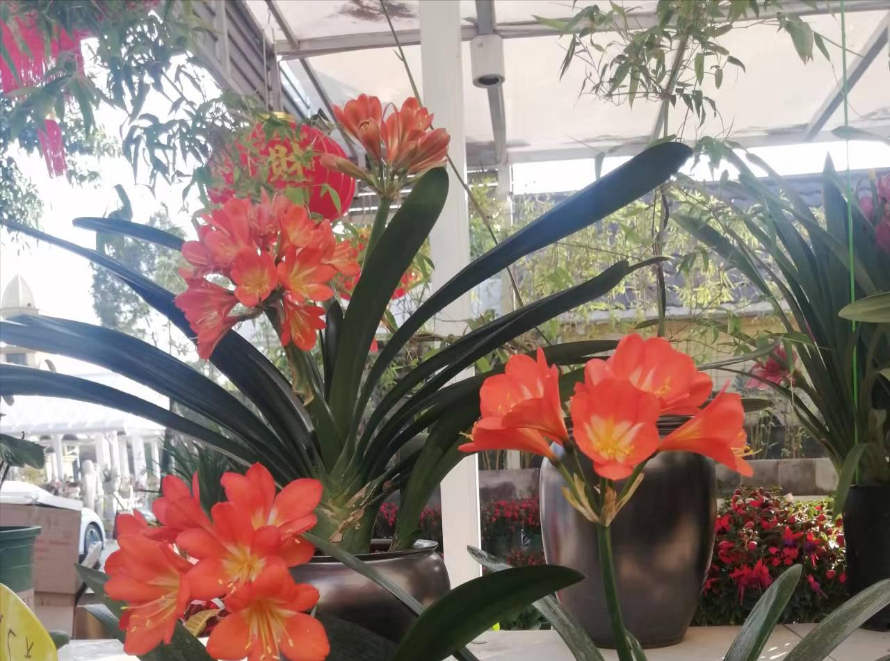 客厅买什么花放最好风水旺,客厅摆什么花容易招财运