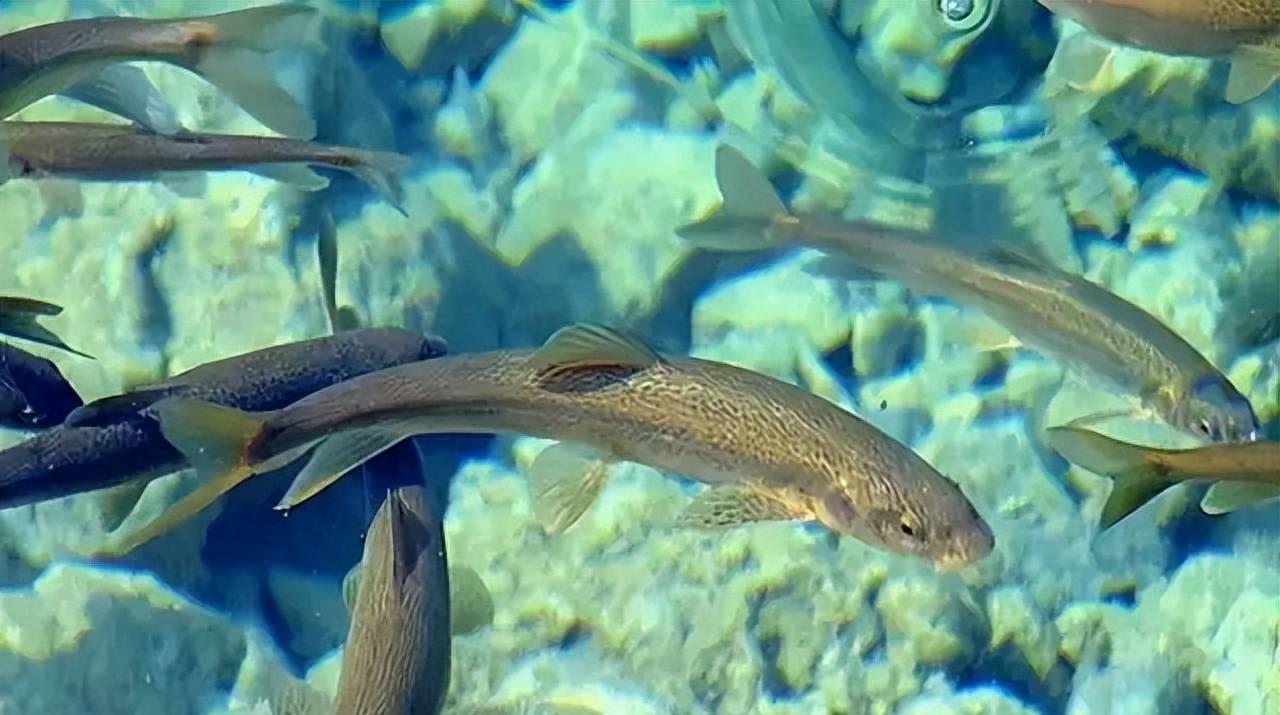 中国最大淡水湖纳木错湖,西藏纳木错中国最大的湖