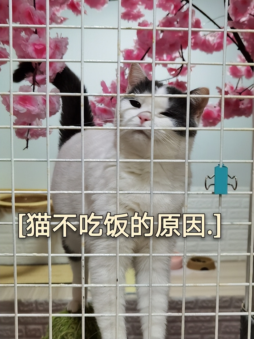 猫咪吃得少瘦了但精神好,猫咪体内有虫会吃得少吗