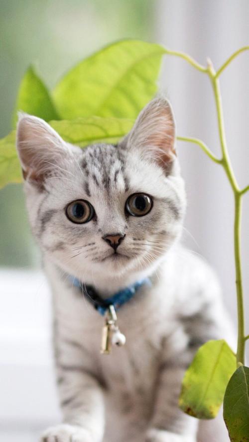 养猫100条冷知识大全,20条养猫知识知道的人不超过一半