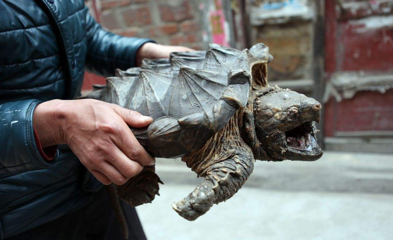 鍖楃編槌勯緹浼氬挰鏂墜鎸囧悧,鏄嗘槑鍙戠幇槌勯緹