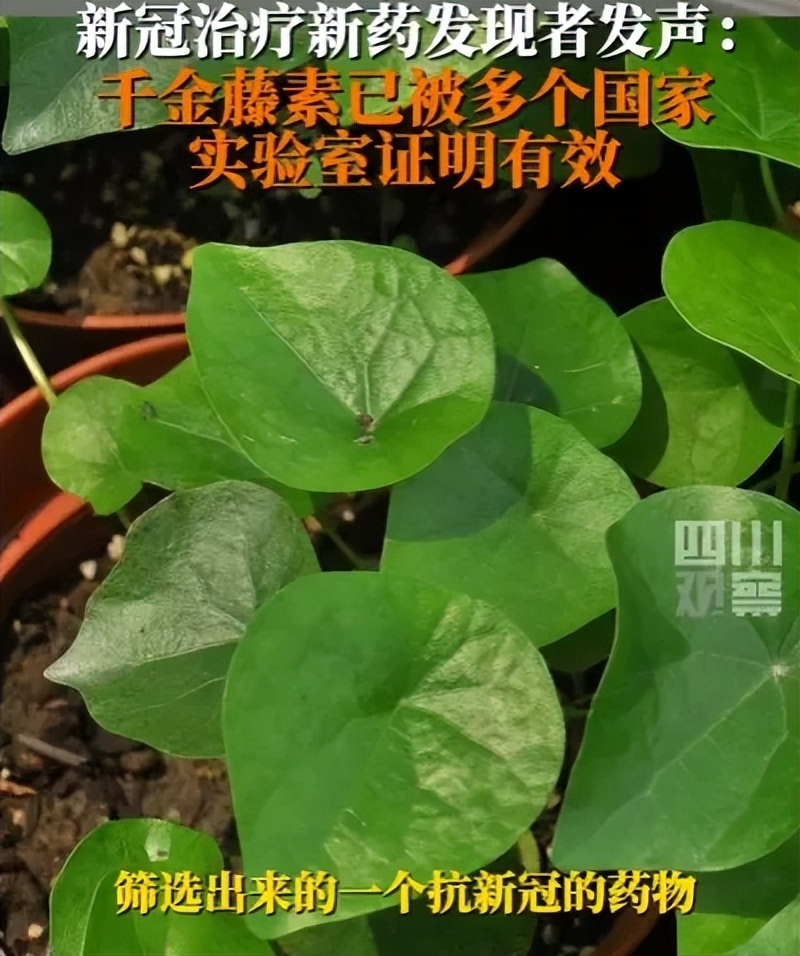 新冠特效药千金藤素,新冠病毒特效药千金藤素