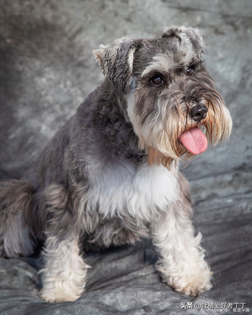 为什么有人养雪纳瑞,为什么越来越多人养泰迪